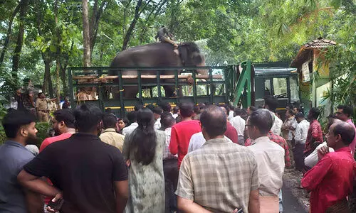 Kalikavu Tiger Attack