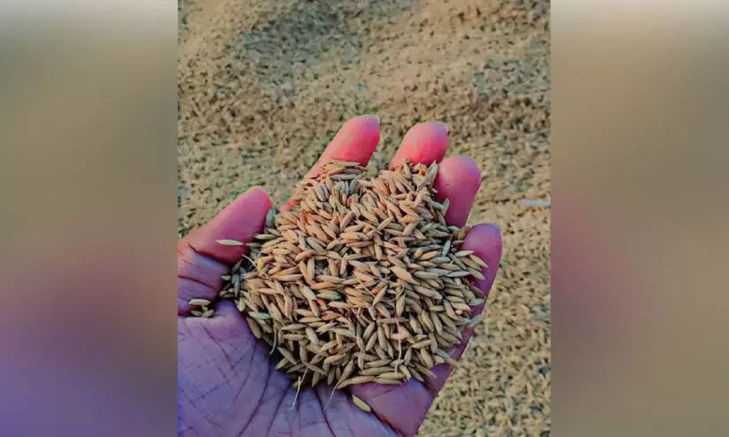 കുട്ടനാട്ടിലെ നെല്ല്​ സംഭരിക്കാൻ പ്രത്യേക പാക്കേജുമായി കൃഷി വകുപ്പ്​