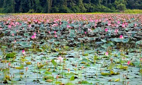 കരിങ്ങാലിപ്പാടം നിറയെ താമര