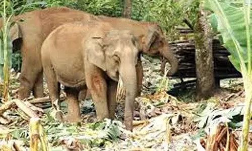 വന്യജീവി ആക്രമണം; സർക്കാറിനെതിരെ കത്തോലിക്ക കോൺഗ്രസ്