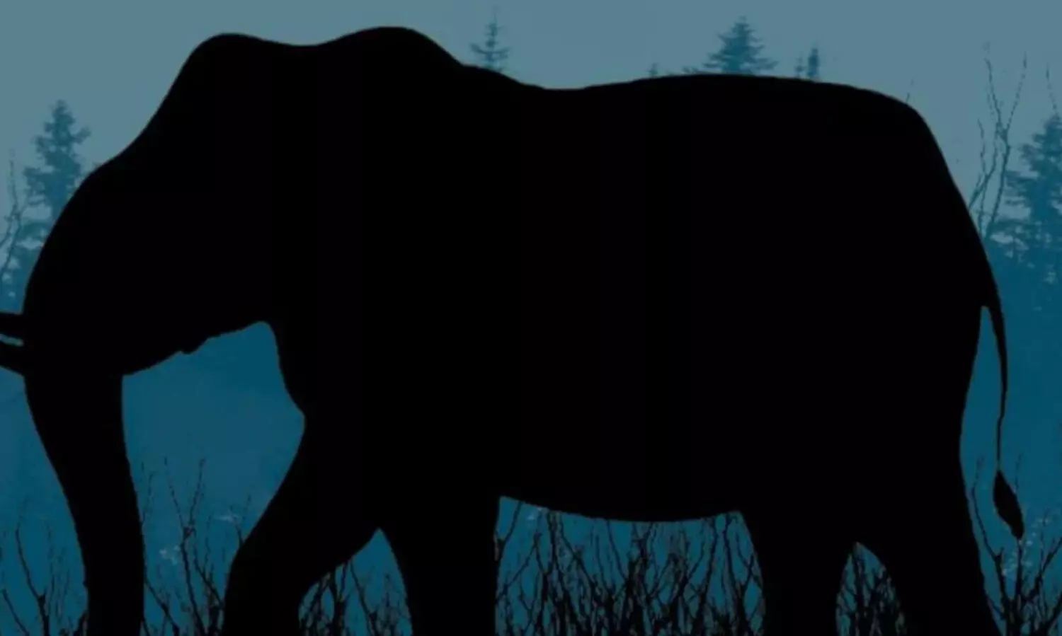 കൈതച്ചക്ക തേടി കാട്ടാനകൾ നാട്ടിൽ