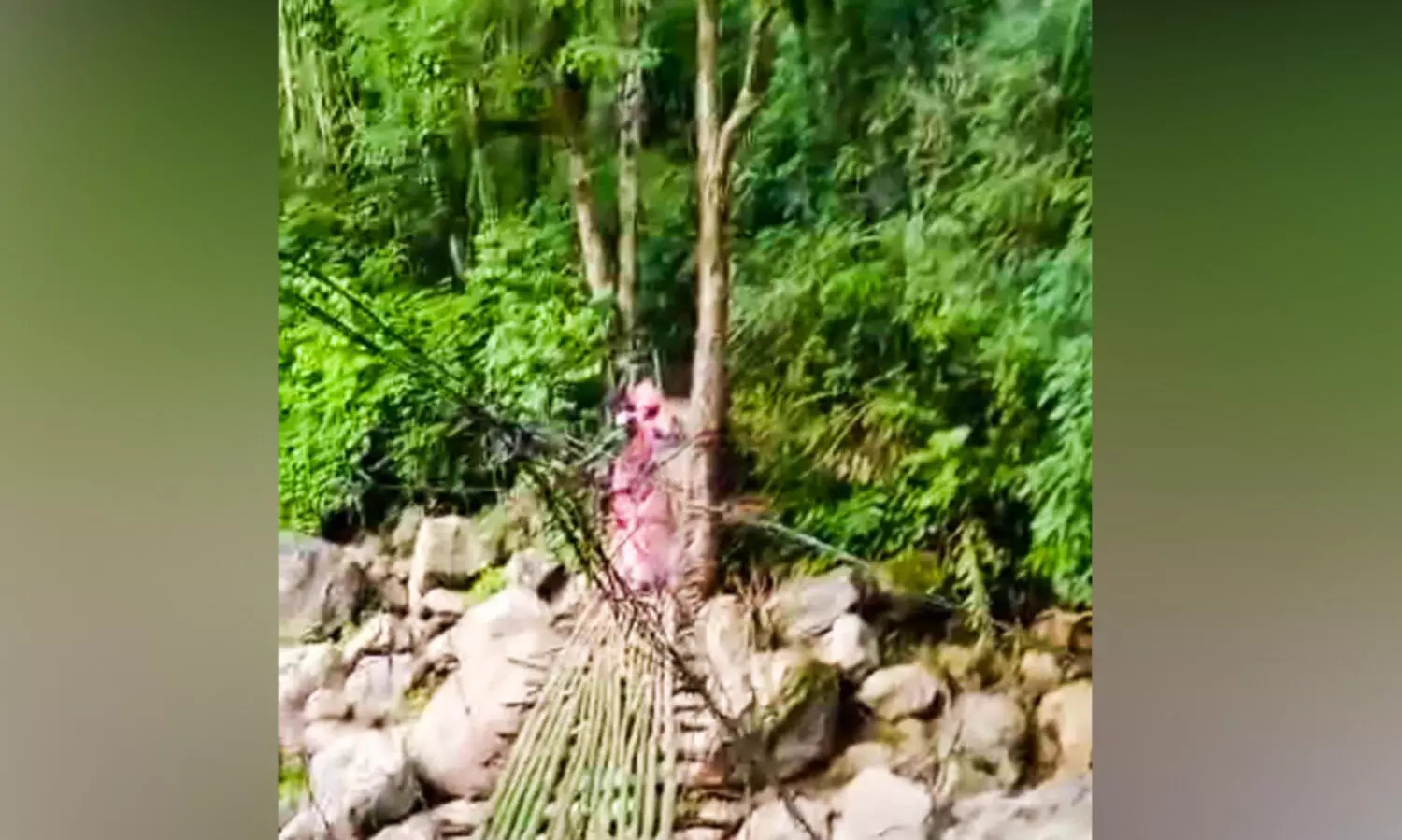 പാലം പ്രളയം കൊണ്ടുപോയിട്ട്​ ഏഴ്​ വർഷം; പരാതി പറഞ്ഞ് മടുത്ത് ക​ള്ള​കു​ട്ടി കു​ടിയിലെ ജനങ്ങൾ