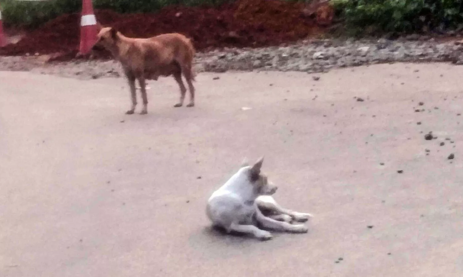 നിയന്ത്രണ സംവിധാനങ്ങൾ ഇല്ല; തെരുവ് നായ്ക്കൾ പെരുകുന്നു
