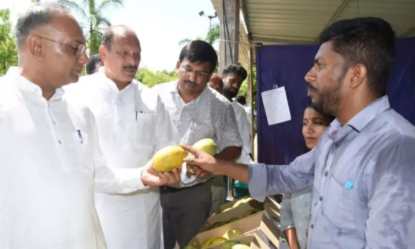 ക​ദ്രി പാ​ർ​ക്കി​ൽ മാ​മ്പ​ഴ മേ​ള​ക്ക് തു​ട​ക്കം