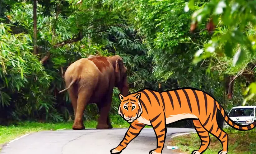 കാട്ടാനക്കൊപ്പം കടുവയും; ഭീതിയിൽ മലയോരം കാട്ടാനക്കൊപ്പം കടുവയും; ഭീതിയിൽ മലയോരം