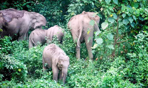 കാട്ടാനകളെ കാട്ടിലേക്ക് തുരത്തൽ യജ്ഞം പുരോഗമിക്കുന്നു