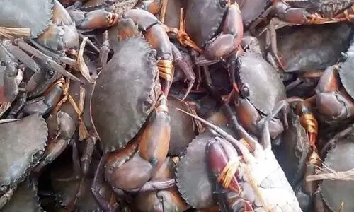 ഞ​ണ്ടു​ക​ളെ പി​ടി​ക്കു​ന്ന​തി​നു​ള്ള നി​രോ​ധ​നം ഒ​ഴി​വാ​ക്കി ബ​ഹ്റൈ​ൻ