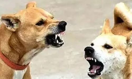 വലമ്പൂരിലും പൂപ്പലത്തും മൂന്നുപേർക്ക് തെരുവുനായുടെ കടിയേറ്റു