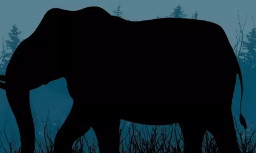 കൈതച്ചക്ക തേടി കാട്ടാനകൾ നാട്ടിൽ