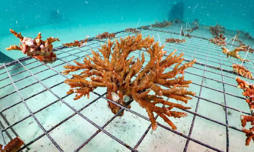 പവിഴപ്പുറ്റ് കോളനികളുടെ സ്വപ്ന പദ്ധതിക്ക് അബൂദബി പവിഴപ്പുറ്റ് കോളനികളുടെ സ്വപ്ന പദ്ധതിക്ക് അബൂദബി