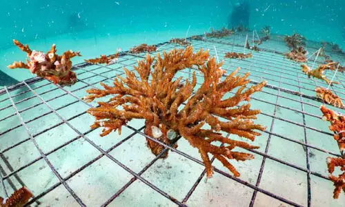 പവിഴപ്പുറ്റ് കോളനികളുടെ സ്വപ്ന പദ്ധതിക്ക് അബൂദബി