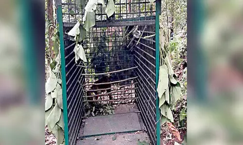 ന​ര​ഭോ​ജി ക​ടു​വ​ക്കാ​യി തി​ര​ച്ചി​ൽ ഊ​ർ​ജി​തം