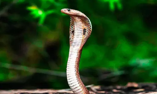 ക​ണ്ണൂ​ർ ജില്ലയിൽ കൂടുതൽ മരണം പാമ്പു കടിയേറ്റ്; മനുഷ്യ-വന്യജീവി സംഘർഷം ഒഴിവാക്കാൻ പദ്ധതി