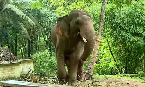 കാളികാവിലെ കടുവാ ദൗത്യം: കുങ്കിയാന കുഞ്ചു പാപ്പാനെ എടുത്തെറിഞ്ഞു, ഗുരുതര പരിക്ക്