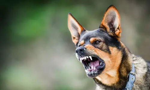 അഞ്ച് മാസം, കടിച്ചുകീറിയത് 2478 പേരെ