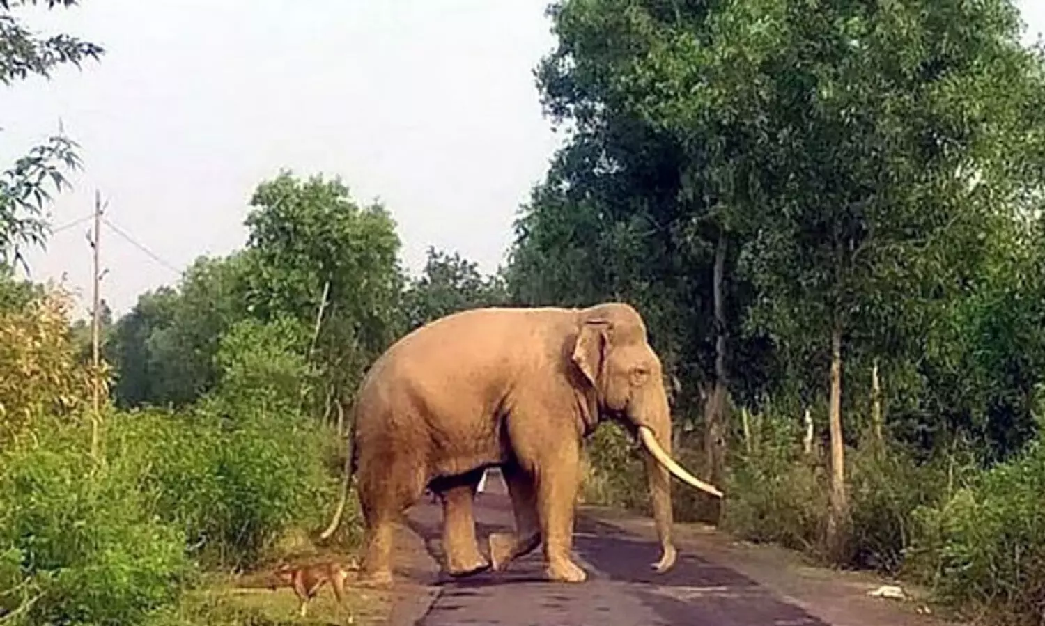 വ​ന്യ​ജീ​വി ആ​ക്ര​മ​ണം; മ​ല​യോ​ര​ത്ത് ക​ർ​ഷ​ക കു​ടി​യി​റ​ക്കം വ്യാ​പ​കം
