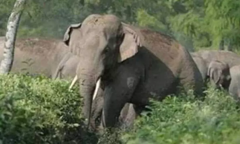 സു​ള്ള്യ മേ​ഖ​ല​യി​ൽ കാ​ട്ടാ​ന ആ​ക്ര​മ​ണം വ​ർ​ധി​ക്കു​ന്നു; അ​ഞ്ചു വ​ർ​ഷ​ത്തി​ൽ അ​ഞ്ചു മ​ര​ണം; 800 കേ​സു​ക​ൾ