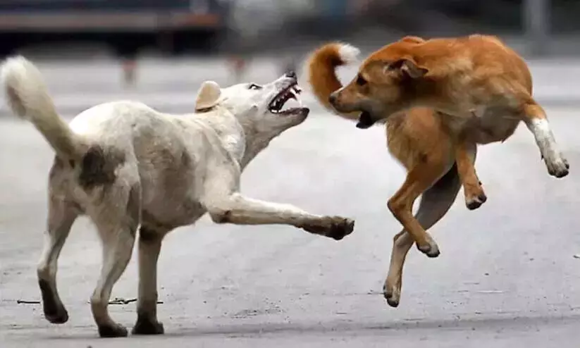 വിമാനത്താവള പരിസരം തെരുവുനായ്കളുടെ പിടിയില് വിമാനത്താവള പരിസരം തെരുവുനായ്കളുടെ പിടിയില്