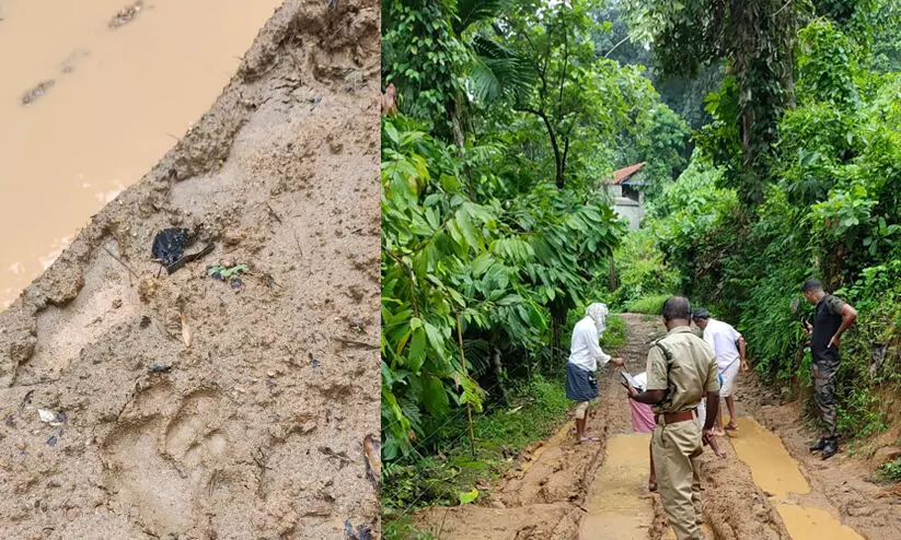 കാളികാവിൽ നരഭോജി കടുവയുടെ കാൽപാടുകൾ കണ്ടെത്തി