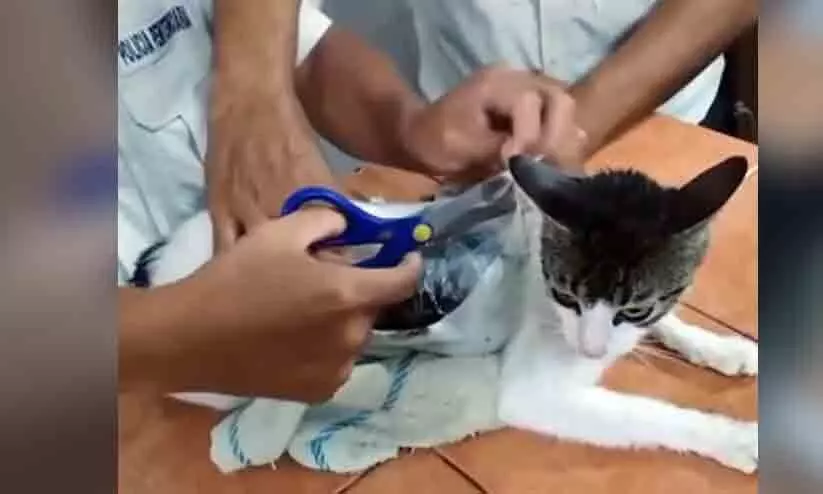 എന്തൊക്കെയാ നടക്കുന്നത്! കോസ്റ്റാ റിക്കയിൽ കഞ്ചാവുമായി പൂച്ചയെ പൊക്കി പൊലീസ്...