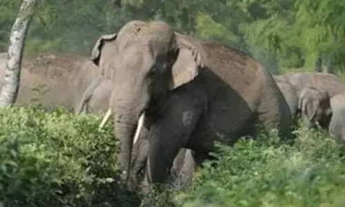 സുള്ള്യ മേഖലയിൽ കാട്ടാന ആക്രമണം വർധിക്കുന്നു; അഞ്ചു വർഷത്തിൽ അഞ്ചു മരണം; 800 കേസുകൾ സുള്ള്യ മേഖലയിൽ കാട്ടാന ആക്രമണം വർധിക്കുന്നു; അഞ്ചു വർഷത്തിൽ അഞ്ചു മരണം; 800 കേസുകൾ