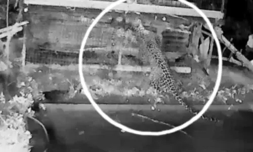 ബ​ത്തേ​രി കോ​ട്ട​ക്കു​ന്നി​ൽ വീ​ണ്ടും പു​ലി