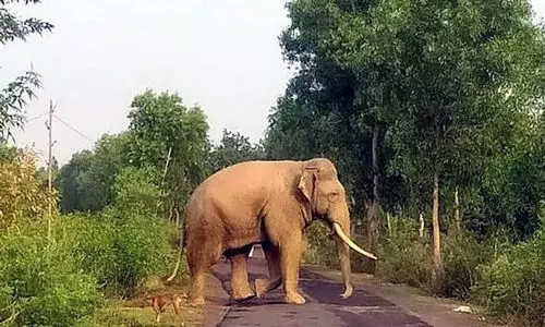 വ​ന്യ​ജീ​വി ആ​ക്ര​മ​ണം; മ​ല​യോ​ര​ത്ത് ക​ർ​ഷ​ക കു​ടി​യി​റ​ക്കം വ്യാ​പ​കം