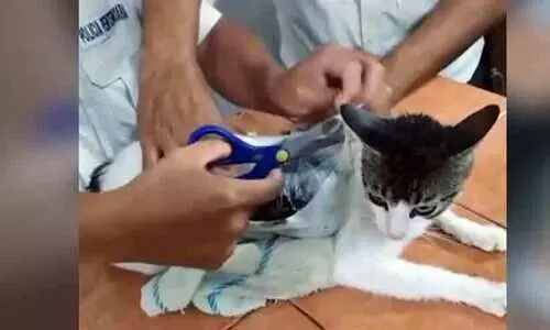 എന്തൊക്കെയാ നടക്കുന്നത്! കോസ്റ്റാ റിക്കയിൽ കഞ്ചാവുമായി പൂച്ചയെ പൊക്കി പൊലീസ്...