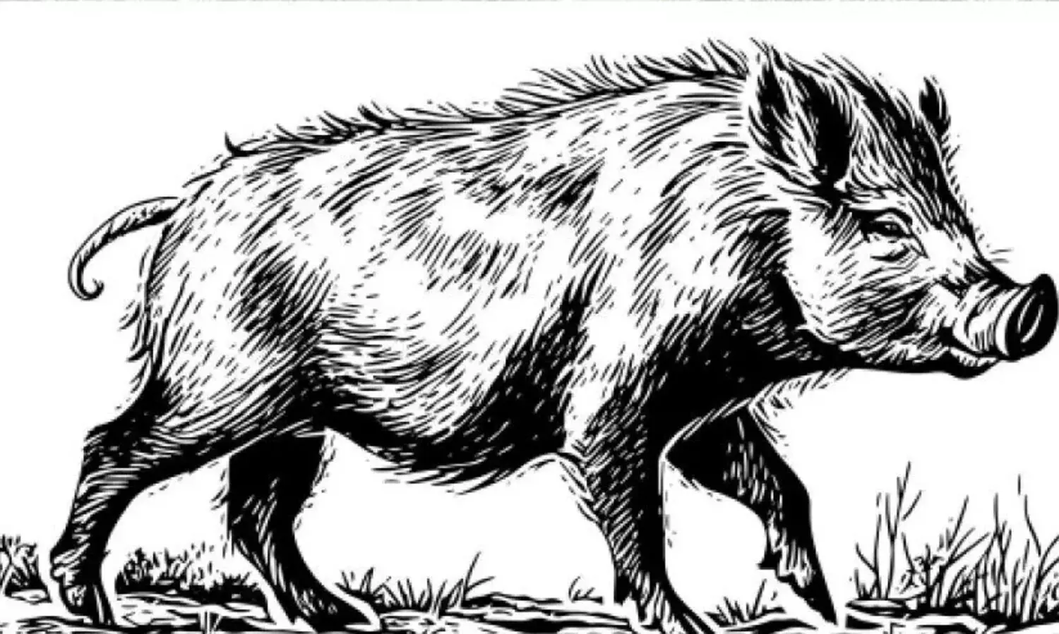 കാട്ടുപന്നി ശല്യത്തിൽ വീർപ്പുമുട്ടി കർഷകർ