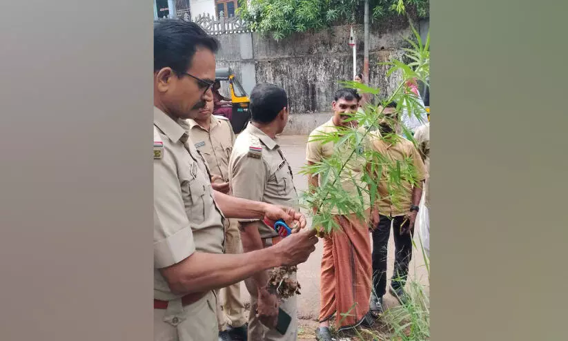 റോഡരികിൽ കഞ്ചാവ് ചെടി കണ്ടെത്തി