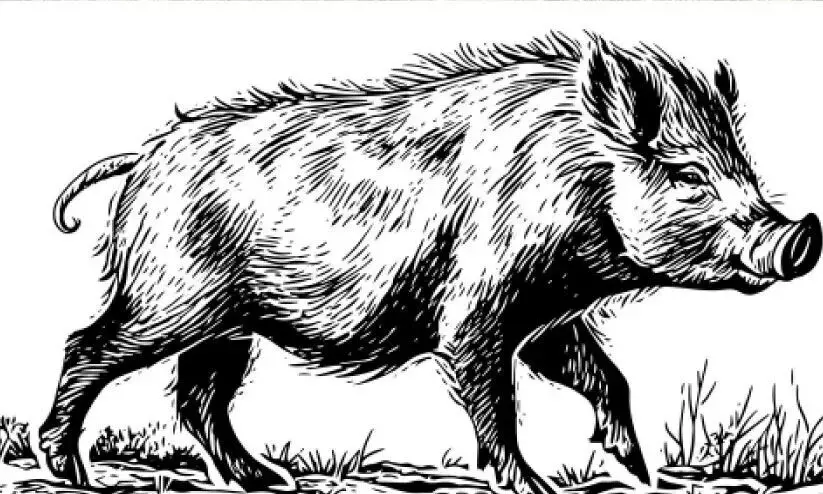 കാട്ടുപന്നി ശല്യത്തിൽ വീർപ്പുമുട്ടി കർഷകർ