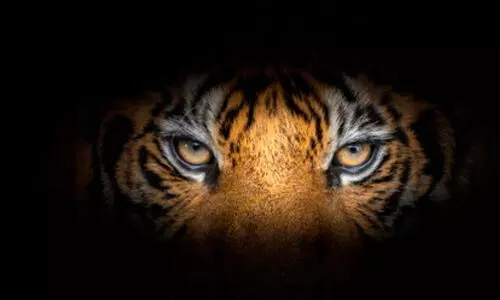 ബത്തേരിയിലെ പുലി; വനം വകുപ്പിന്റേത്   വലിയ അനാസ്ഥ