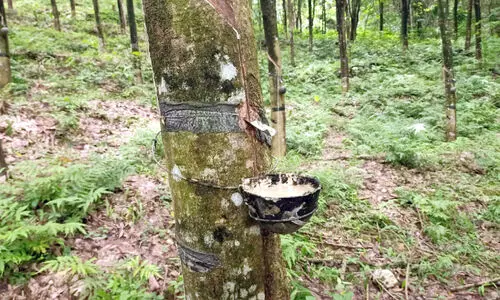 ക​ടു​വ ഭീ​തി​യി​ൽ ടാ​പ്പി​ങ് നി​ല​ച്ചു; തൊ​ഴി​ലാ​ളി​ക​ൾ പ്ര​തി​സ​ന്ധി​യി​ൽ