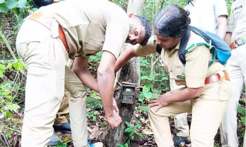 ഉറുമ്പിക്കരയിൽ പുലിയെ കണ്ടെത്താൻ കാമറ സ്ഥാപിച്ചു