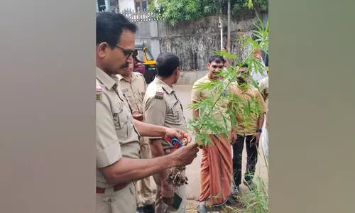 റോഡരികിൽ കഞ്ചാവ് ചെടി കണ്ടെത്തി