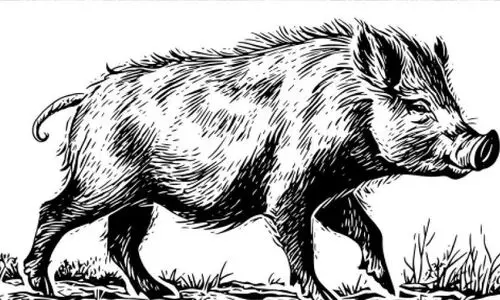 കാട്ടുപന്നി ശല്യത്തിൽ വീർപ്പുമുട്ടി കർഷകർ