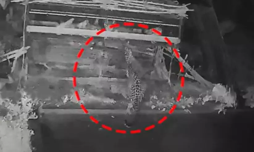 Sulthan Bathery Leopard