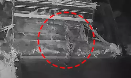 Sulthan Bathery Leopard