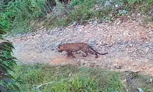 വാളത്തൂർ ആ​ന​ടി​ക്കാ​പ്പിൽ വീണ്ടും പുലിയിറങ്ങി
