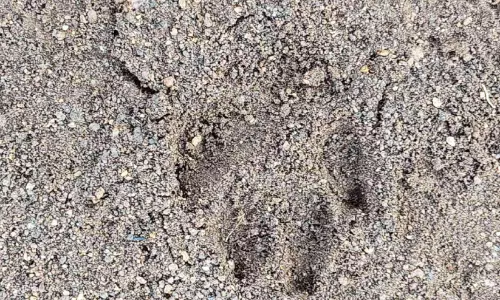 തേന്‍പുഴയിലും പൂവഞ്ചിയിലും പുലി?; പുലിയുടേതെന്ന് കരുതുന്ന കാൽപ്പാടുകൾ കണ്ടെത്തി