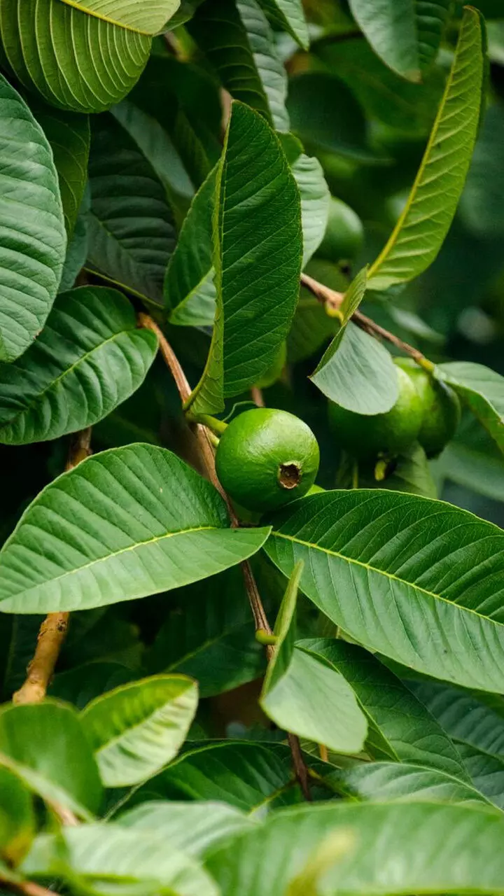 നിസാരക്കാരനല്ല പേരയില; ദിവസവും കഴിച്ചാൽ ഗുണങ്ങളേറെ