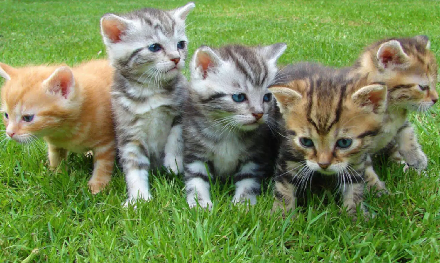 കടിച്ചത് പൂച്ചക്കുഞ്ഞല്ലേ, എന്തിന് റാബീസ് വാക്സിനെടുക്കണം?