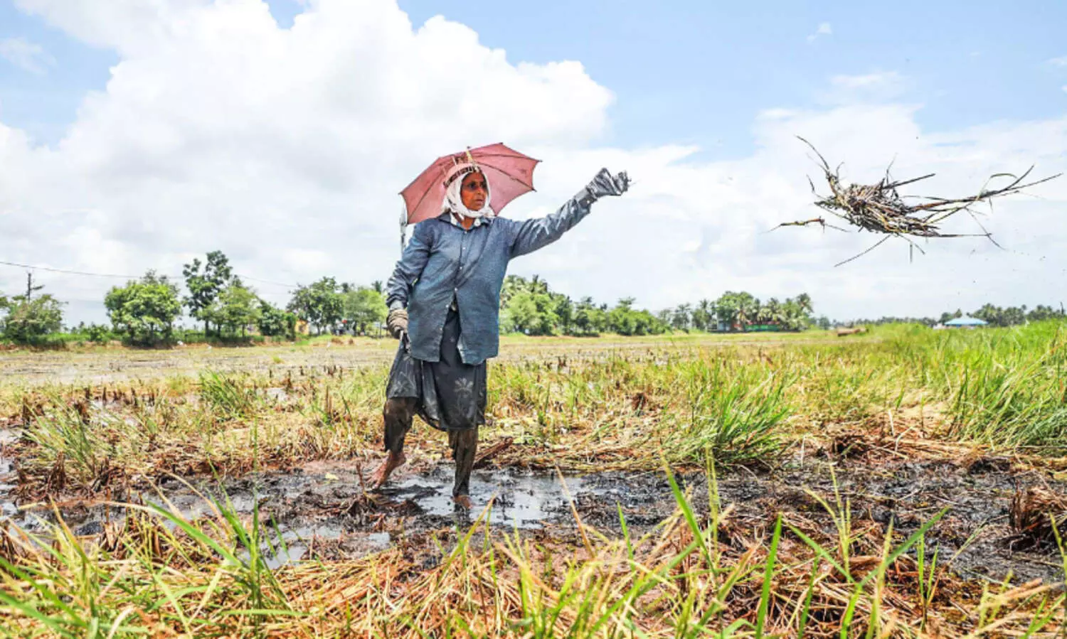 പത്തായം നിറക്കാൻ കോട്ടയത്ത്​ ഇനി ‘പാലക്കാടൻ’ കൃഷി