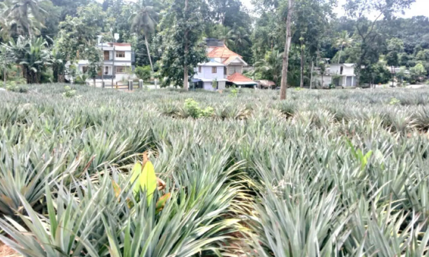 കൊടുംവേനലും കാലംതെറ്റിയ മഴയും; പൈനാപ്പിൾ കർഷകർ പ്രതിസന്ധിയിൽ