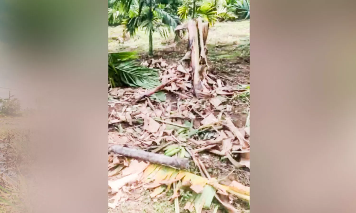 പാമ്പൻപാറയിൽ കാട്ടാനശല്യം തുടരുന്നു