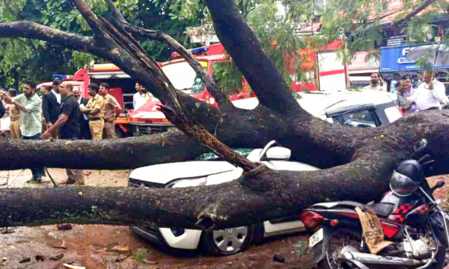 കോ​ട​തി വ​ള​പ്പി​ൽ മ​രം ക​ടപു​ഴ​കി​ വീ​ണ് വാ​ഹ​ന​ങ്ങ​ൾ​ തകർന്നു