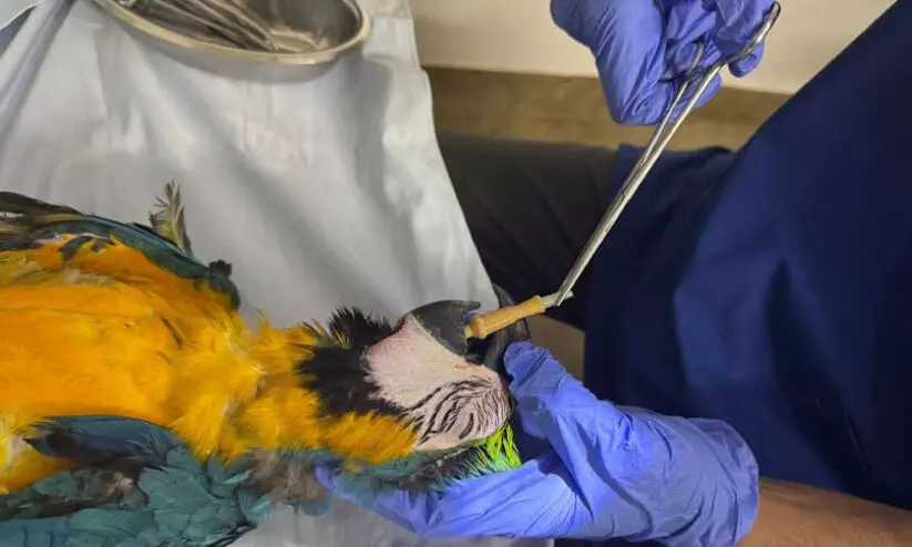 ഫീഡിങ് ട്യൂബും ‘അകത്താക്കി’; മിക്കിക്ക് അപൂർവ ശസ്ത്രക്രിയ