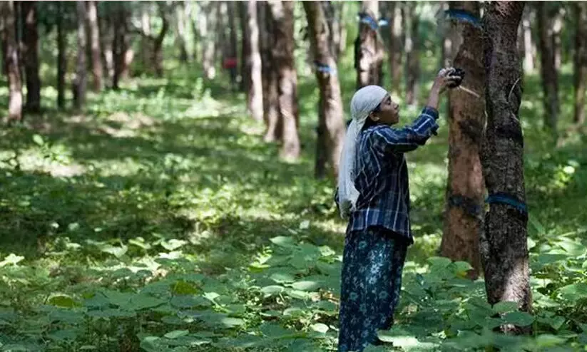 റബർ കൃഷി ചെയ്യുന്നവർ അറിയാൻ റബർ കൃഷി ചെയ്യുന്നവർ അറിയാൻ