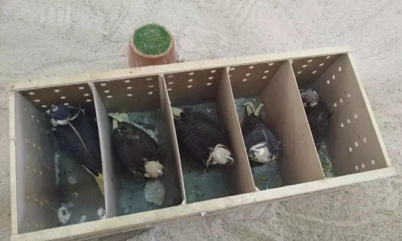 നിയമം ലംഘിച്ച് കൊണ്ടുവന്ന ഫാൽകൺ പക്ഷികൾ പിടിയിൽ