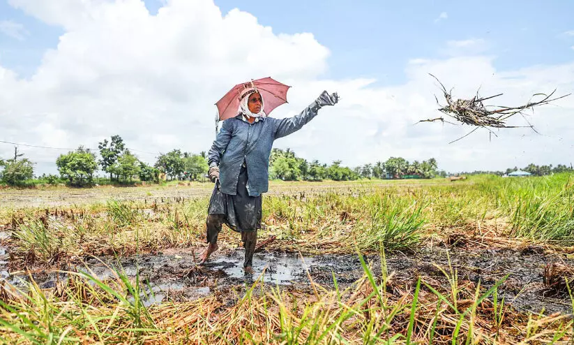 പത്തായം നിറക്കാൻ കോട്ടയത്ത്​ ഇനി ‘പാലക്കാടൻ’ കൃഷി